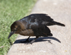 Great tailed Grackle female